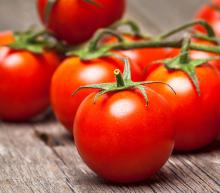 tomate-zutat-istock